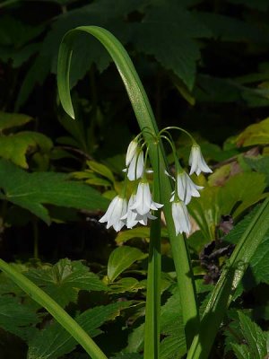 White Bells