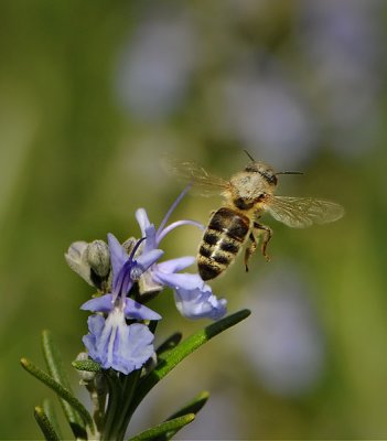 Bee in Mid Air