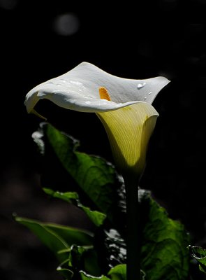 Sunlit Calla Lily