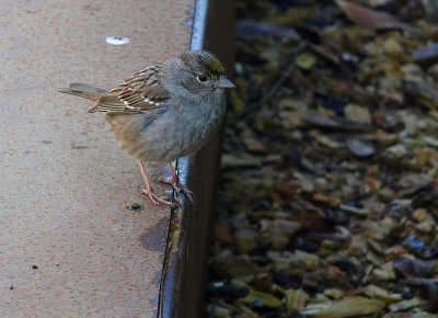 Gold-crowned Sparrow