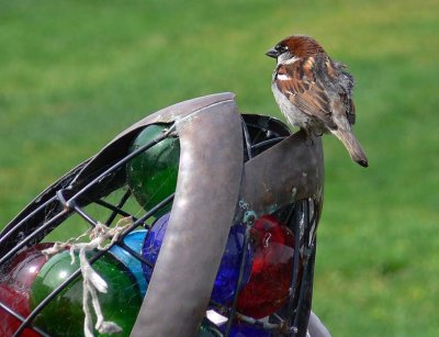 Sparrow on Sculpture