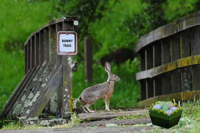 Hopping Down the Bunny Trail. . .
