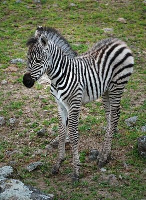 Zebra Baby - 1 week old