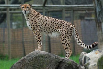 Cheetah