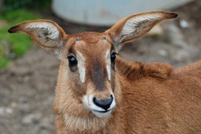 Baby Face - Roan Antelope