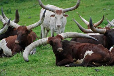 Watusi Cattle - Lucy