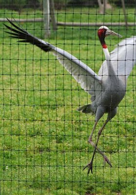 Crane, Sarus - Dancing