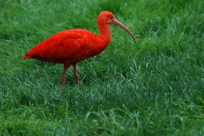 Ibis, Scarlet