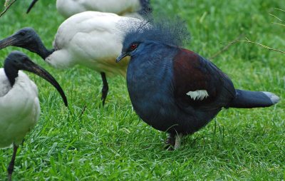 Ibis, Sacred & Blue-crowned Pigeon