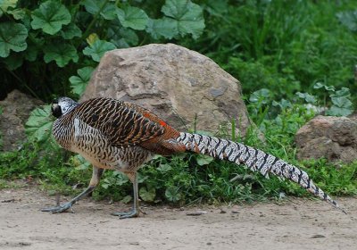 Pheasant, Lady Amherst's - Male