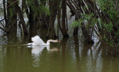 Swan, Mute - with Attitude