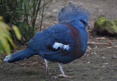 Pigeon, Blue-crowned
