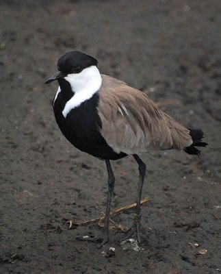 Lapwing, Spur-winged