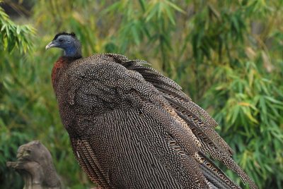 Pheasant,, Malayan Great Argus - 2