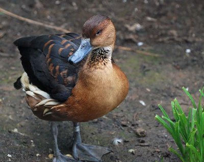 Duck, Fulvous Whistling