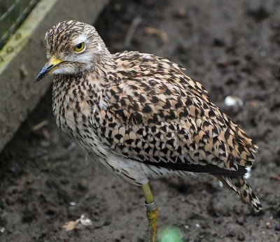 Thick-knee, Cape