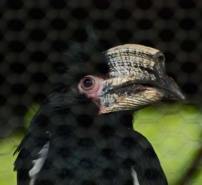 Hornbill, Trumpeter