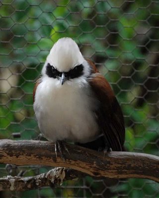 Thrush, White-crested Laughing