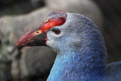 Swamphen, Purple - Male