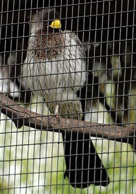 Plantain-eater, Western Grey