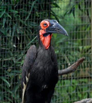 Hornbill, Southern Ground (poor shot)