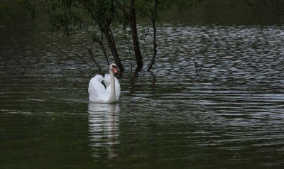Swan, Mute - in Trees