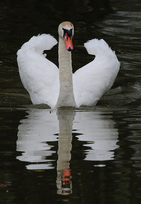 Mute Swan - Reflected
