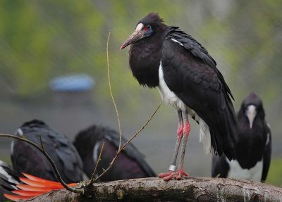 Stork, Abdim's