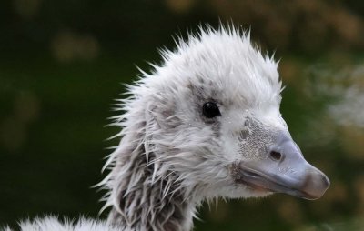 Swan, Black-necked - Gosling