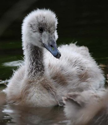 Swan Gosling Floating