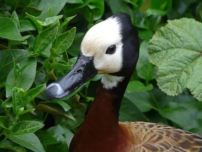 Duck, White-faced Whistling - Closeup