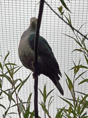 Pigeon, Green Imperial