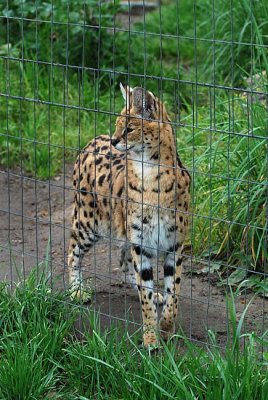 Serval