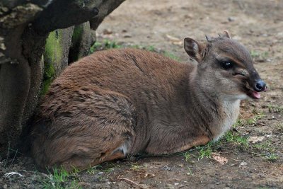 Blue Duiker