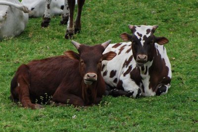 Watusi Cattle Babies