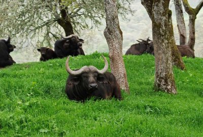 Cape Buffalo