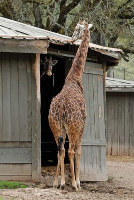 Giraffe Peeking Out