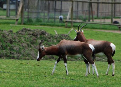 Bontebok Antelope