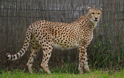 Cheetah With Tongue Out