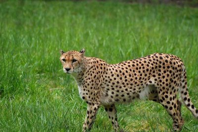 Cheetah In the Grass