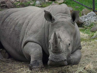 Close Up of White Rhino