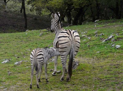 Zebra Baby Nursing
