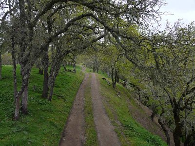 Arched Pathway