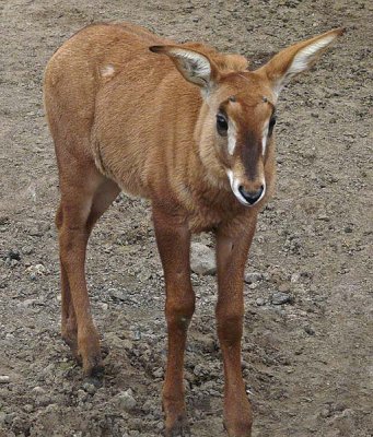Baby Roan Antelope