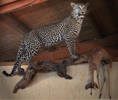 Leopard with Antelope - Stuffed