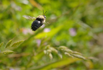 Possibly A Kind of Bumblebee