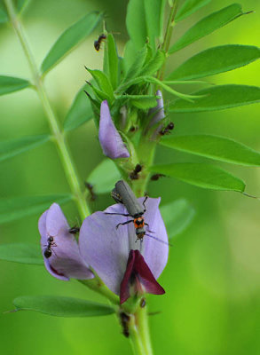 Vetch with Twig Borer Beetle