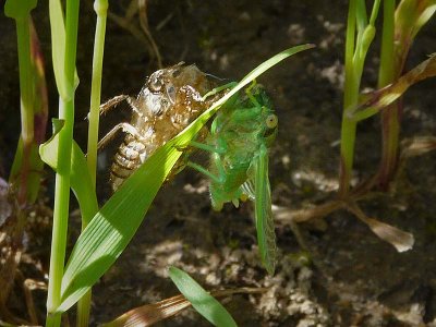 Cicada and Shell (exuviae)