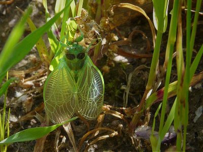Cicada - Recently Emerged