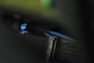 Blue Gecko